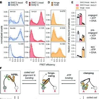 Dna Binding Sites On Cohesin Nipbl Required For Loop Extrusion A