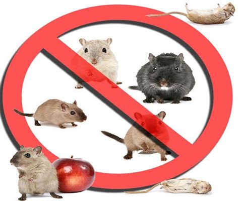 Rats Pest Control Services at Rs 3/square feet in Pune | ID: 23864905955