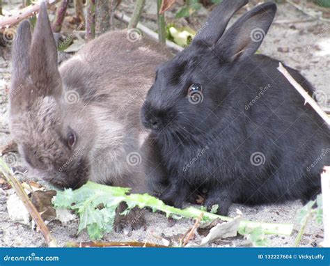 Cute Greyish And Black Bunny Rabbits At Jericho Beach Canada 2018