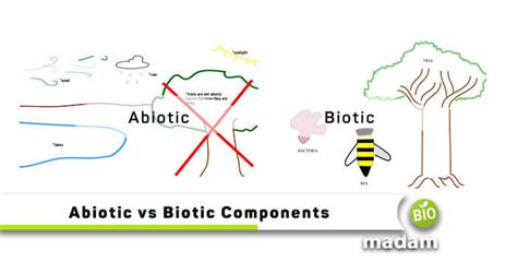 Difference between Biotic and Abiotic Components - biomadam