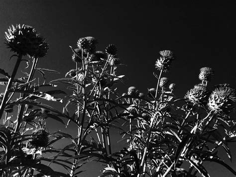 Banco De Imagens Natureza Ramo Preto E Branco Plantar Noite