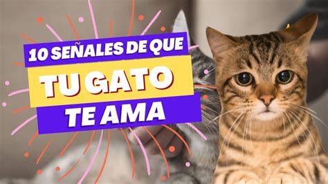 10 SeÑales De Que Tu Gato Te Ama Youtube