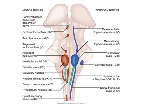 Cranial Nerves Brainstem Dorsal