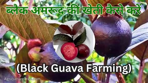 ब्लैक अमरूद की खेती कैसे करें Black Amrud Ki Kheti Black Amrud In Hindi Agriculture Tree