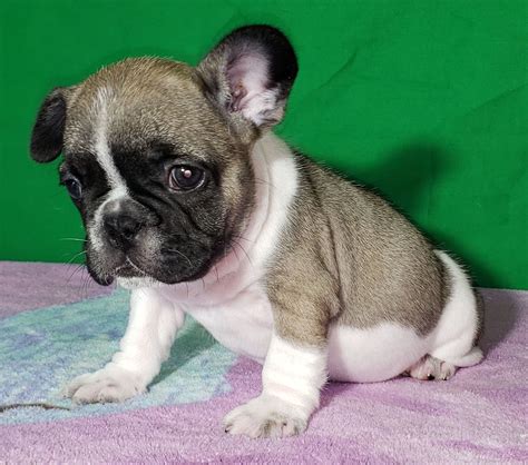 Tootsie Is A Female French Bulldog Puppy American Born And Raised