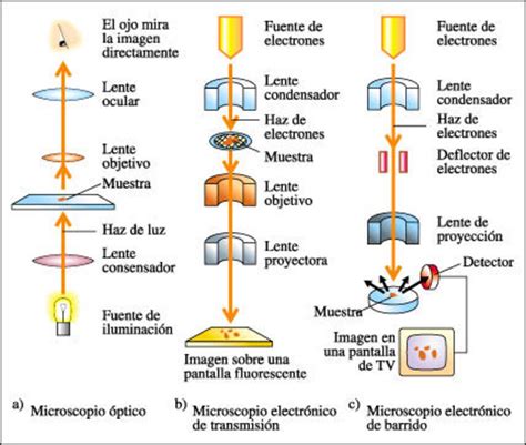 Mezcla Gobernador Patrocinado Microscopio Optico Tipos De Muestras