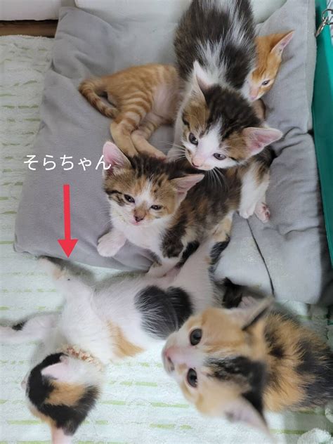 「かわいい丸三毛子猫★そらちゃん」千葉県 猫の里親募集458500 ペットのおうち【里親決定25万頭！】