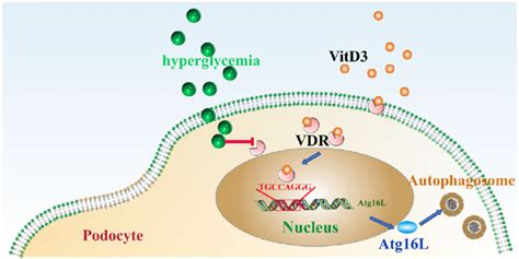 The Working Model Of The Vdr Atg L Axis Regulates Autophagy Activity