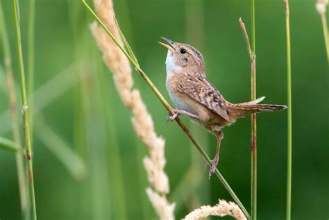 Sedge Wren Audubon Field Guide