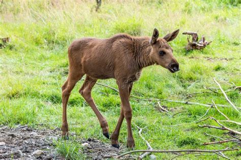 Elk Calf Cervus Canadensis Walking In Woods Stock Image Image Of