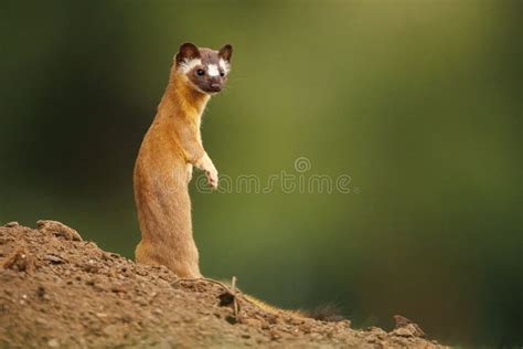 Cute Startled Long Tailed Weasel Outdoors With Blurred Background Stock