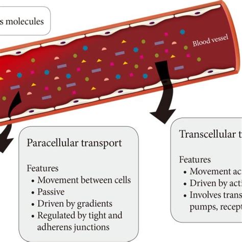 Diversity Of Paracellular Transport Characteristics In Different