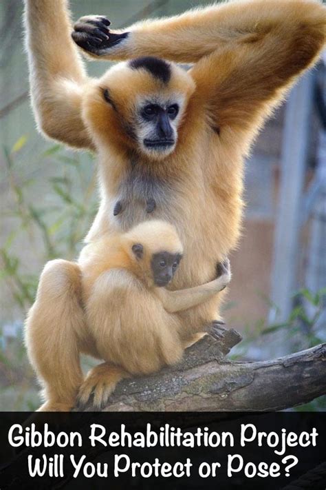 Gibbon Rehabilitation Project Protect Or Pose The Captain And The Cook