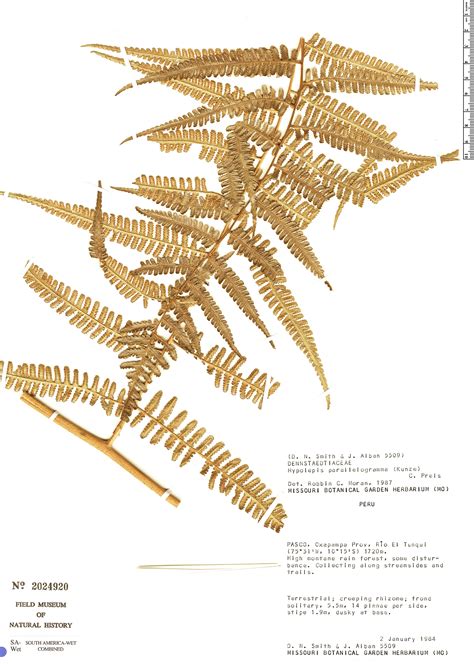 Hypolepis parallelogramma Herbário Rapid Reference The Field Museum