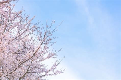 Cherry Blossom Trails Along the Rivers in Jeonju