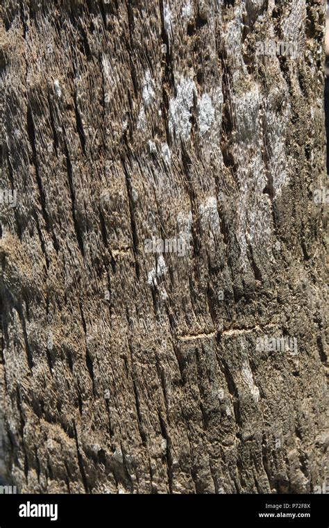 Palm Tree Bark Texture Wood Hi Res Stock Photography And Images Alamy