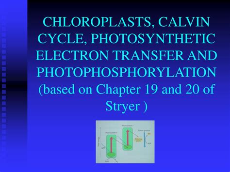 Chloroplasts Calvin Cycle Photosynthetic Electron Transfer And Photophosphorylation Based On