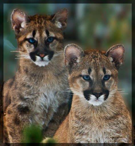 Cougar Cubs by miezbiez on DeviantArt