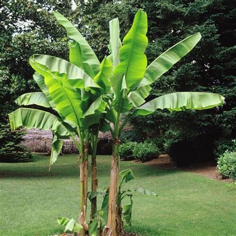 Worlds Most Cold Hardy Banana Plant Musa Basjoo While Supplies