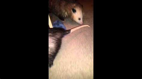 Opossums Mating Season Youtube