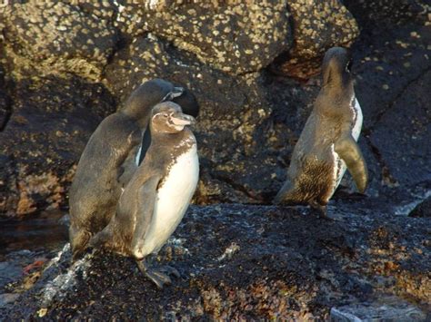 Our Beautiful World Galapagos Penguin Galapagospingvin Spheniscus