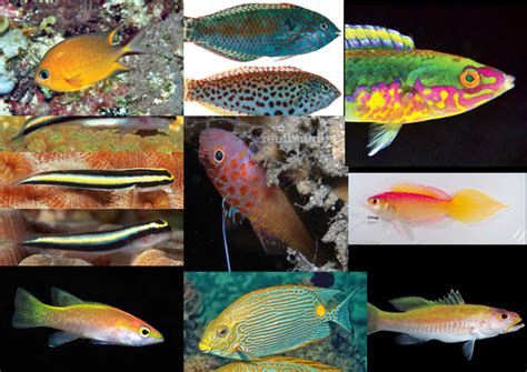 Top 10 new fish species of 2014 | Reef Builders | The Reef and ...