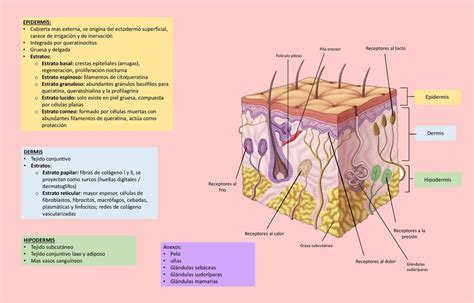 Diagrama Del Sistema Tegumentario