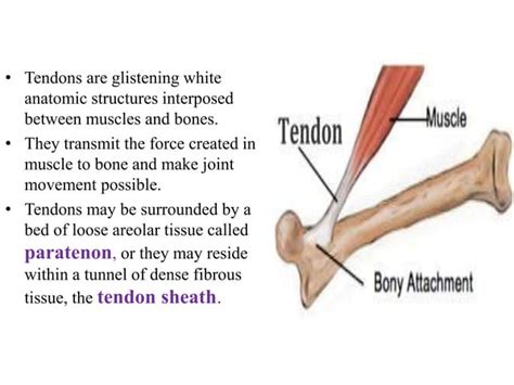 Tendon healing and tendon grafting