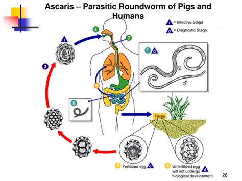 PPT - Biology 11 – Kingdom Animalia Study of the Primitive Worms