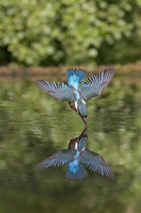 In Photos Dive Bombing Kingfishers Underwater Hunt Caught On Camera