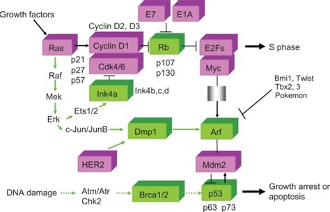 Molecules That Are Characterized In This Review Mitogenic Signals Download Scientific Diagram