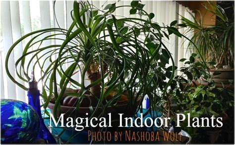 Magical Indoor Plants - Inner Circle Sanctuary