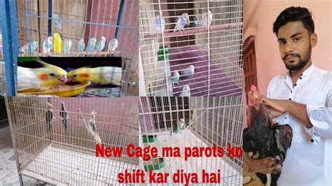 Parrots Ko New Cage Mein Shift Kar Diya Hai😍 ️🐦 Ah Pet House Youtube