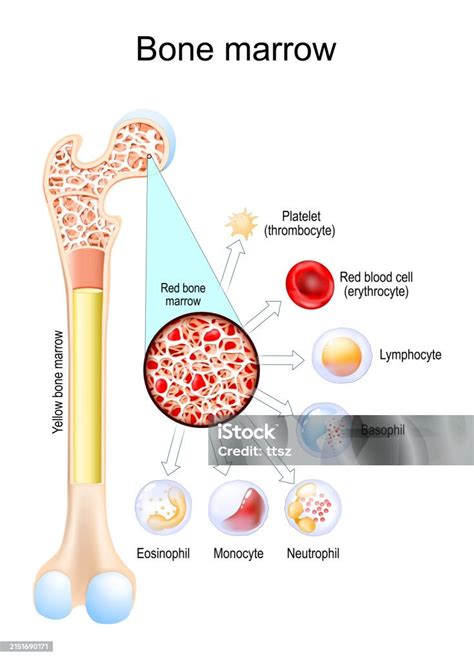 Yellow Bone Marrow And Red Bone Marrow Blood Cells Develop Stock