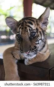 Baby Tiger Playing Stock Photo 563987311 | Shutterstock