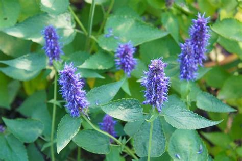 How to Grow and Care for Anise Hyssop Flowers | Gardener's Path