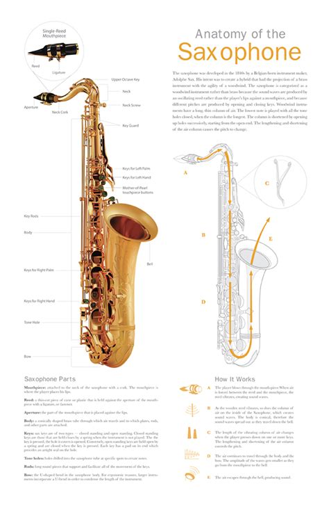 Anatomy of the Saxophone :: Behance