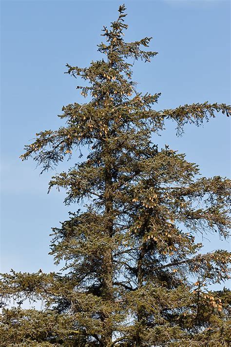 Picea Sitchensis Sitka Spruce Sitkagran