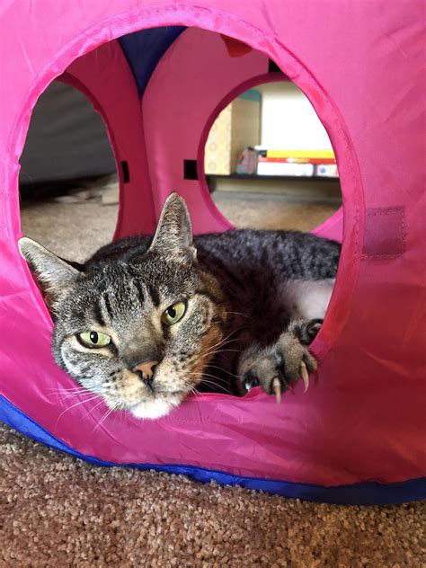 My therapist says I rescued Milo because I need to balance my crippling