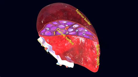 Spleen anatomy histology labelled detail - Buy Royalty Free 3D model by ...