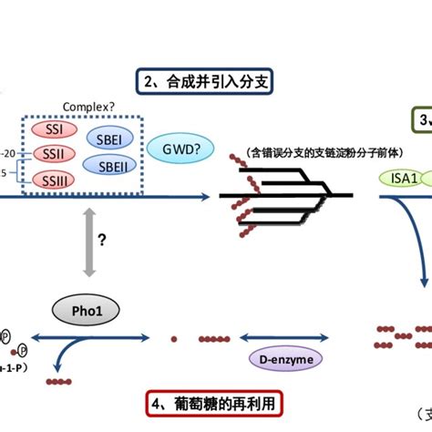 A proposed model of amylose biosynthesis in amyloplast 图 2 ...