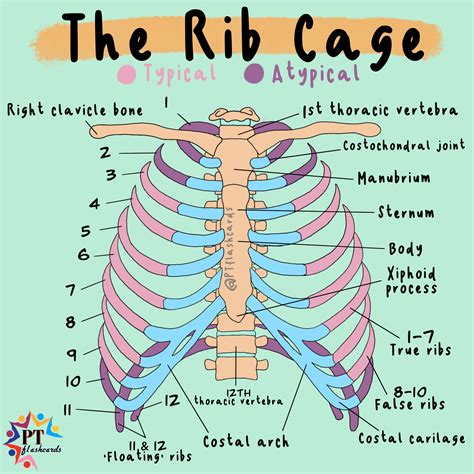 Head And Neck Of Ribs