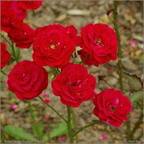 Plant Gallery - Encyklopedia Roślin: Rosa 'Nina Weibull' - Róża 'Nina ...