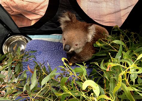 Help Koalas Injured In Recent Australian Bushfires Saving Earth