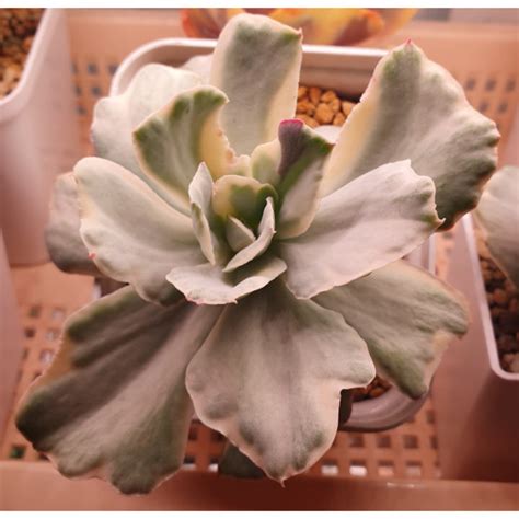 Суккуленты Эхеверии Echeveria Japan Moon River