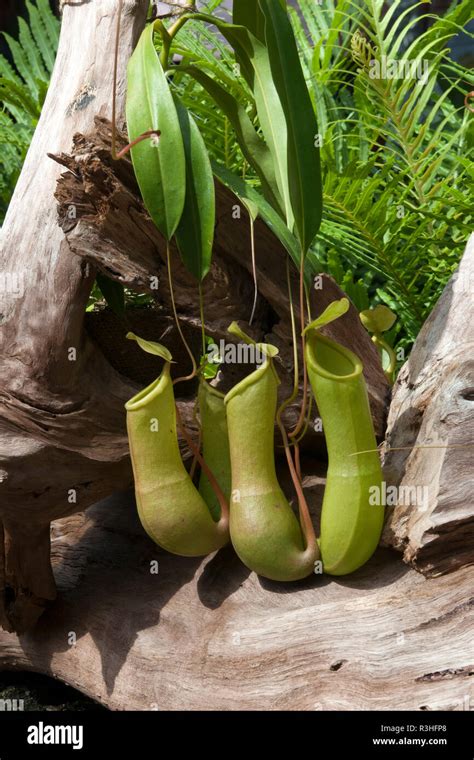 Sydney Australia Hanging Pitcher Plants And Driftwood Stock Photo Alamy