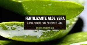 Fertilizante De Aloe Vera Casero La Forma M S Sencilla Y Eficaz De