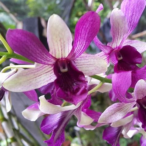 Unleash The Enchanting Beauty Of Dendrobium Indonesia Raya Orchid