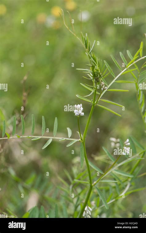 Haiti Tare Vicia Hirsuta Surrey Uk Stock Photo Alamy