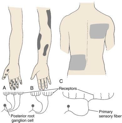 Lecture 2 Proprioception And Tactile Pathways Flashcards Quizlet